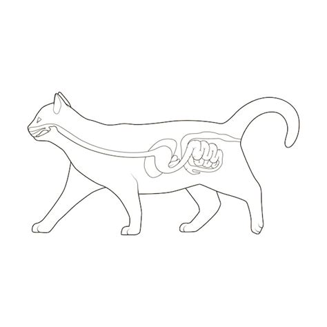 Premium Vector Digestive System Of The Cat Vector Illustration