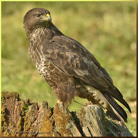 WILDLIFE GATEWAY: La Buse variable