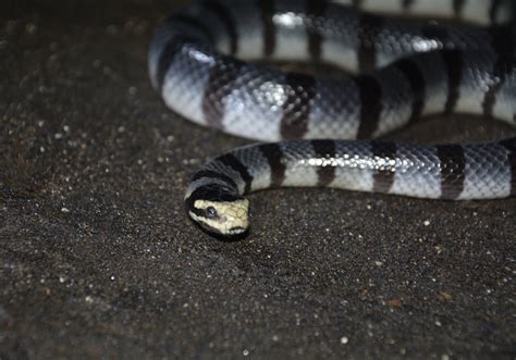 Yellow Lipped Sea Krait Laticauda Colubrina Bali Wildlife