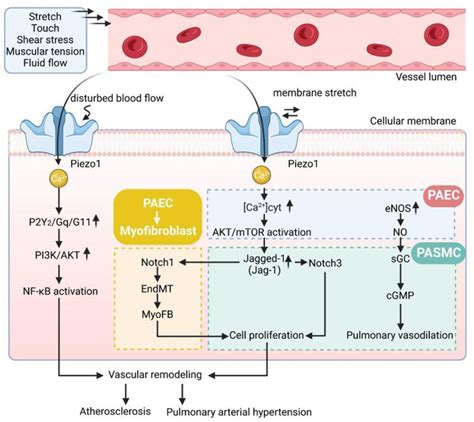 Figure From Piezo In Vascular Remodeling Of Atherosclerosis And