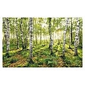 Komar Stefan Hefele Edition Fototapete Birch Trees Tlg B X H