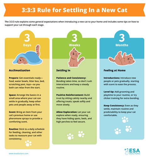 The 3:3:3 Rule: Help Your New Cat Adjust to Their Home