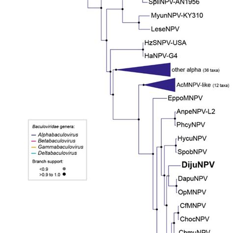 Dijunpv Is An Alphabaculovirus Maximum Likelihood Inference Based On