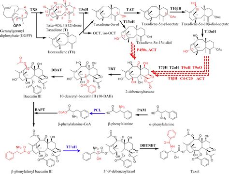 Frontiers Recent Advances In Metabolic Engineering Protein Engineering And Transcriptome