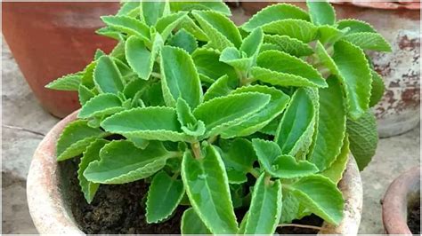 Ajwain Leaves अजवाइन की पत्तियां हैं बेहद फायदेमंद गुण जानकार रह