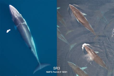 Important New Publication On Antarctic Minke Whales — Sr3 Sealife