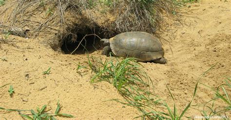 How Do Animals Survive in the Desert? | The Rainforest Site Blog