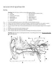 Crash Course Anatomy Physiology Hearing Balance Worksheet