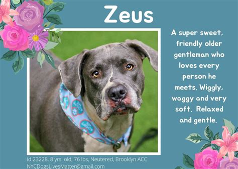 C Cile Schmitter On Twitter Rt Awkward Zeus Yo Nycacc