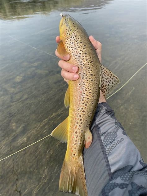 Pictures Of Wild Brown Trout With Red Spots Sipping Mayflies