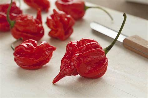 All About The Trinidad Scorpion Pepper Minneopa Orchards