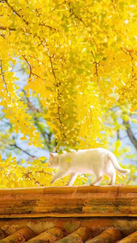 故宫的猫 高清图片，堆糖，美图壁纸兴趣社区