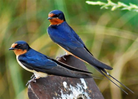 Bellas Aves De El Salvador Hirundo Rustica Golondrina Común Ranchera