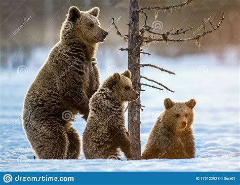 She-Bear and Bear Cub on the Snow in the Winter Forest. Stock Image ...