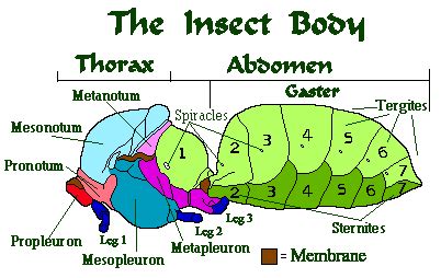 The Insect Thorax: Complete Guide To The Legs & Wings - Earth Life