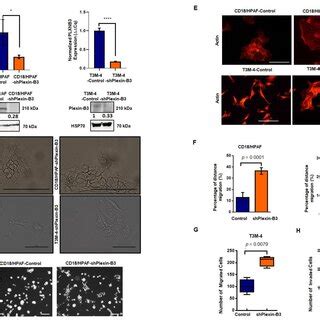 Knockdown Of Plexin B Leads To A Change In Cellular Morphology And