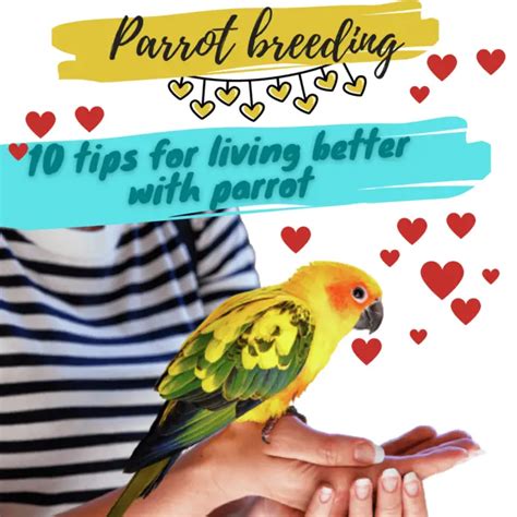 Parrot breeding - 10 tips for living better with parrot