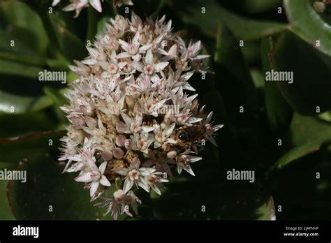 Bee Collecting Pollen On Indigenous Wild Flower Stock Photo Alamy