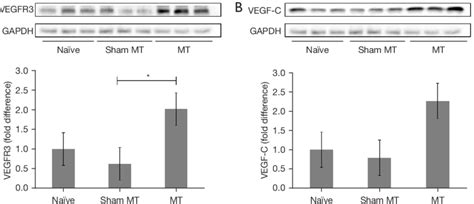 Expression Of Vegfr And Vegf C Proteins In The Rat Forelimbs Days