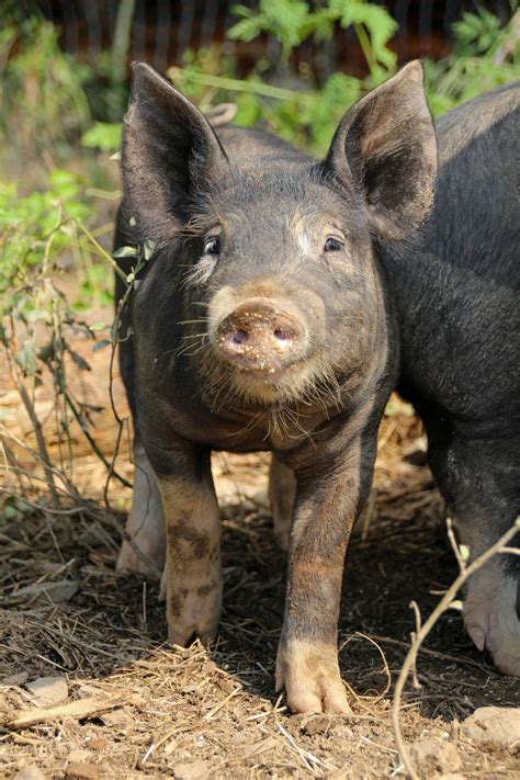 Piglet Photos, Download The BEST Free Piglet Stock Photos & HD Images