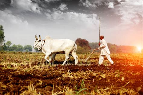 Indian Farmer Stock Photos Pictures And Royalty Free Images Istock