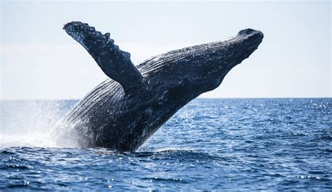 La Fascinante Vida Marina De Ballenas Y Delfines En Baja California Sur