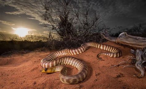 Photographing Australia’s large, venomous snakes - Australian Geographic