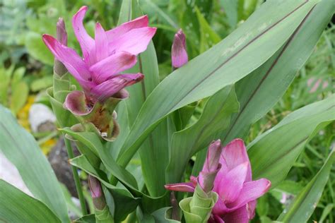 Curcuma Alismatifolia Safranwurz