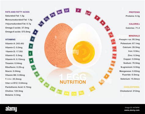 Boiled Egg Nutrition Facts Infographic Stock Vector Art And Illustration