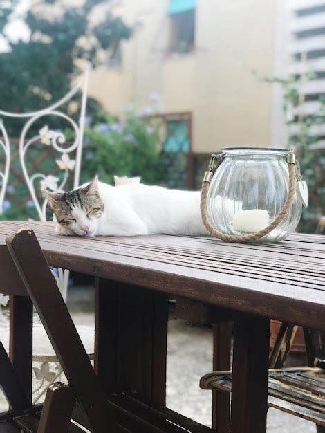 Premium Photo Cat Sitting On Chair By Table