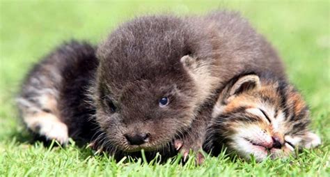 Cute!: Can you handle a baby otter playing with kittens?