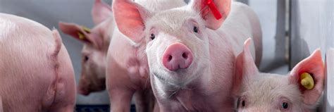 Swine Corporate Home Page Msd Animal Health