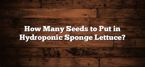 How Many Seeds To Put In Hydroponic Sponge Lettuce Inter Culturalu