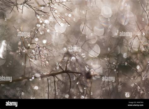 Magical Dew Drops With Bookeh Light Amazing Colours Stock Photo Alamy