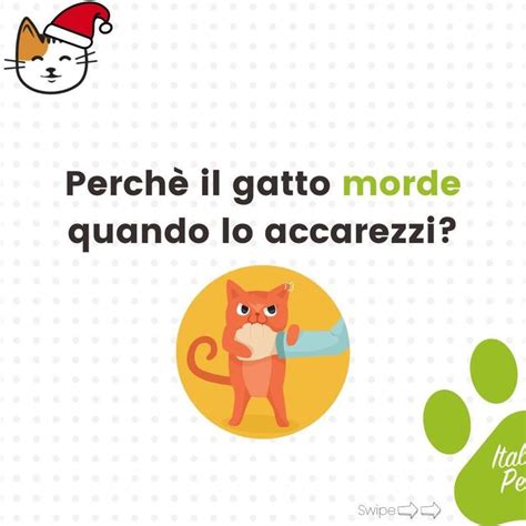 A Cat With A Bandage On It S Leg And The Words Perche I Gitto Morde