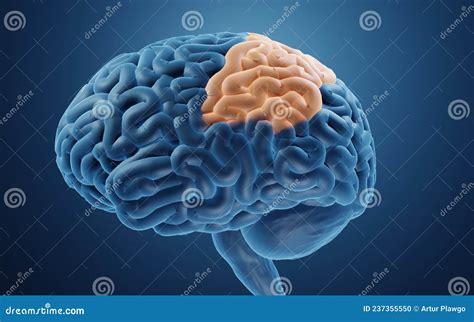 Parietal Lobe In Human Brain 3d Illustration Stock Illustration Illustration Of Neuroscience