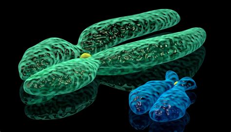 Chromosomes Sexuels Quelles Origines