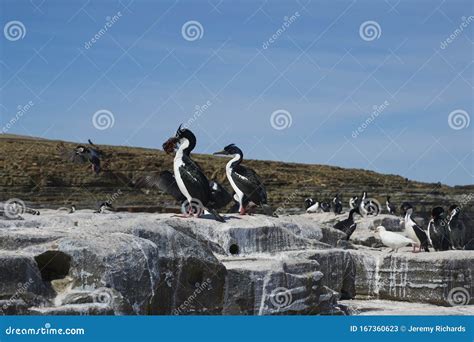 Shag Imperial En Los Acantilados De La Isla De Los Leones Marinos En