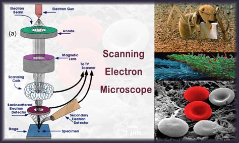 میکروسکوپ الکترونی چیست؟ انواع میکروسکوپ الکترونی 4 مدل