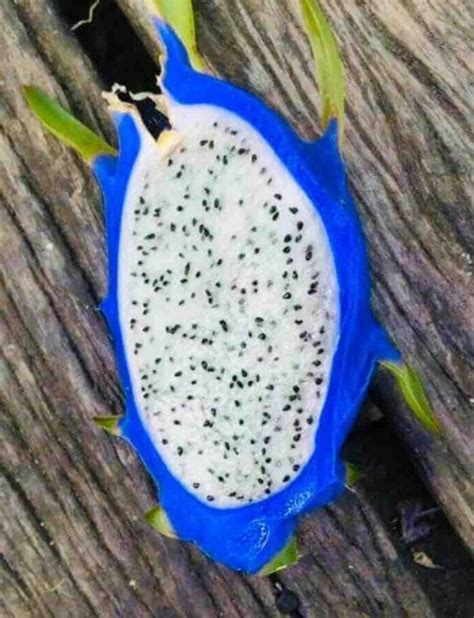 What Does Blue Dragon Fruit Taste Like Flash Uganda Media