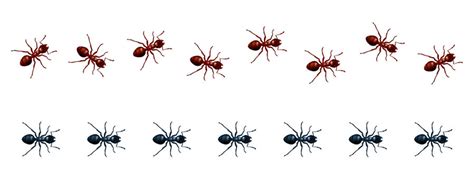 Marching Ants Images Browse 113 Stock Photos Vectors And Video