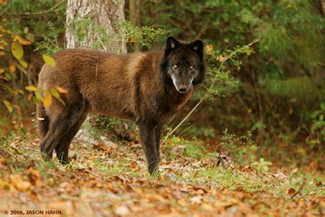 20 Extinct or Endangered Wolves | HubPages