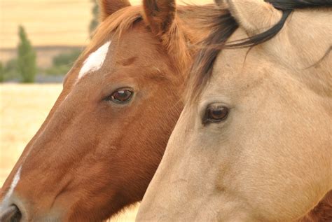 Les Chevaux Cultiver De Campagne Photo Gratuite Sur Pixabay Pixabay