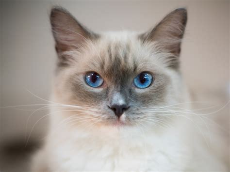 Types of Lilac Ragdoll Cats & Kittens With Their Personality - Cat Queries