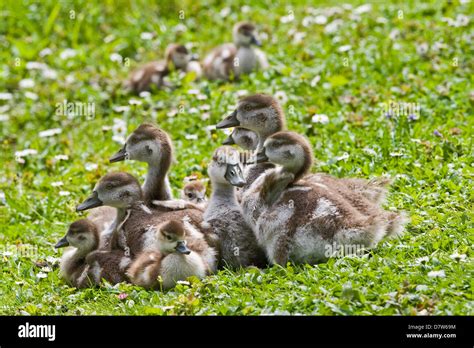 young Egyptian geese Stock Photo - Alamy