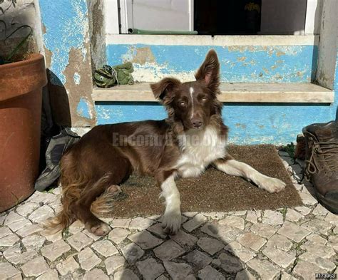 Anúncio N º 173963 Cadela Desaparecida Encontra me