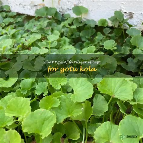 How To Choose The Right Fertilizer For Gotu Kola Shuncy