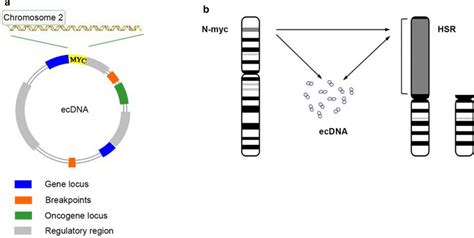 Gene Amplification Diagram Of Amplicons On Ecdna Or Hsr A Ecdna