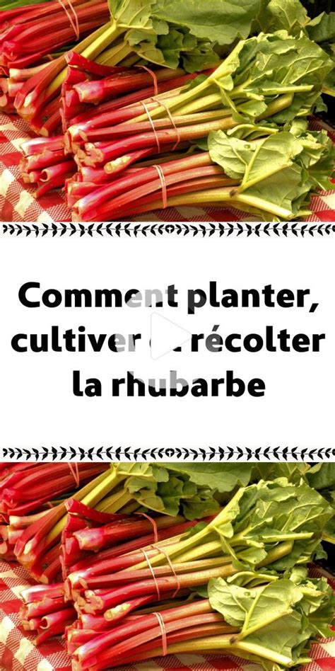 Comment planter cultiver et récolter la rhubarbe Potager facile