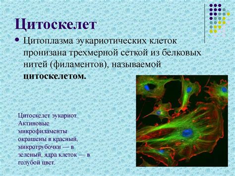 Строение клетки. Основные части клетки - презентация онлайн
